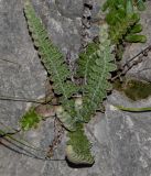 Cosentinia vellea