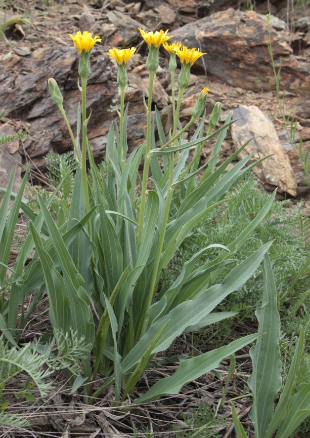 Image of Scorzonera pratorum specimen.