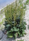 Rumex confertus