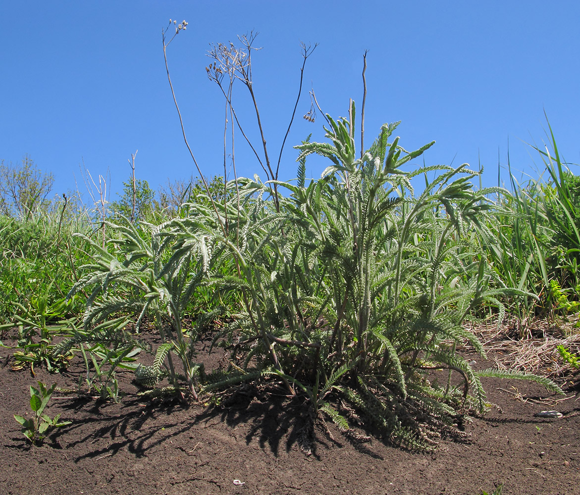 Image of Achillea setacea specimen.