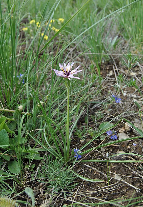 Image of Scorzonera suberosa specimen.