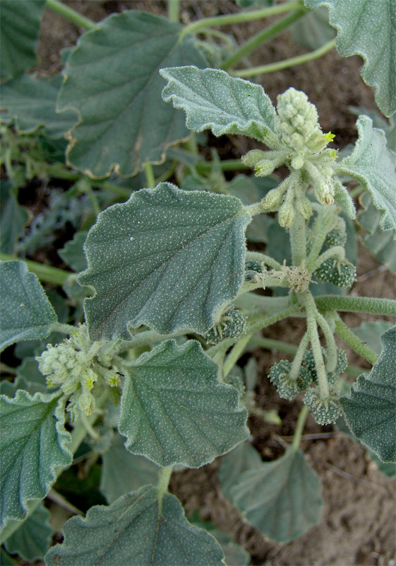 Image of Chrozophora tinctoria specimen.