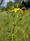 Hypericum perforatum