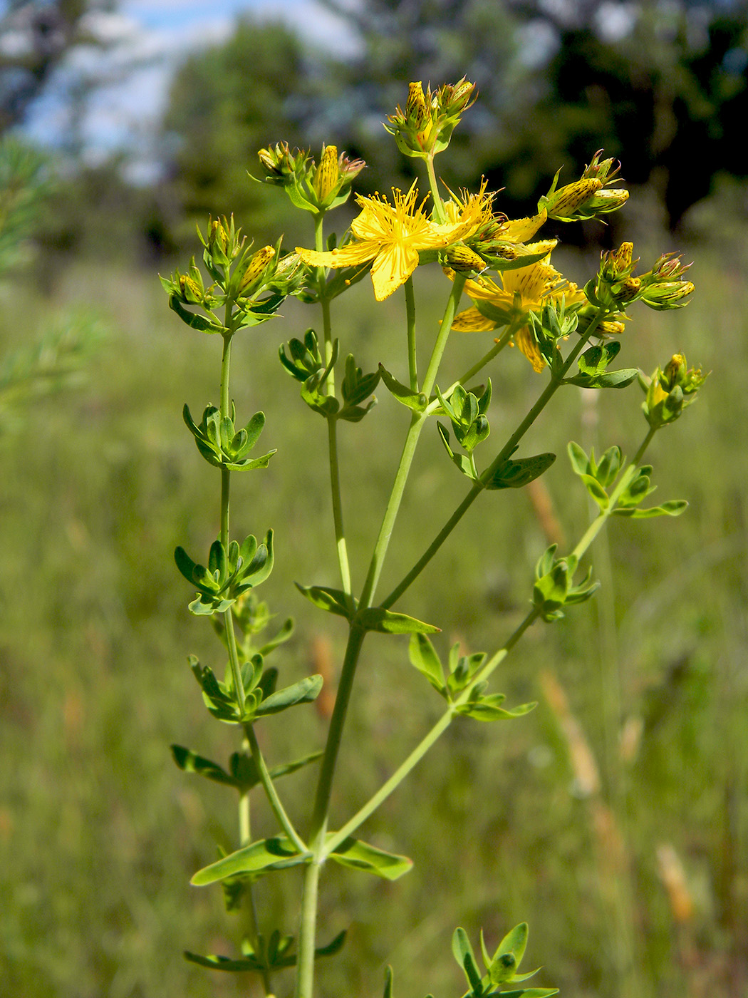 Изображение особи Hypericum perforatum.