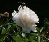 Paeonia lactiflora