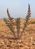 Salsola foliosa