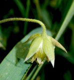 Stellaria holostea