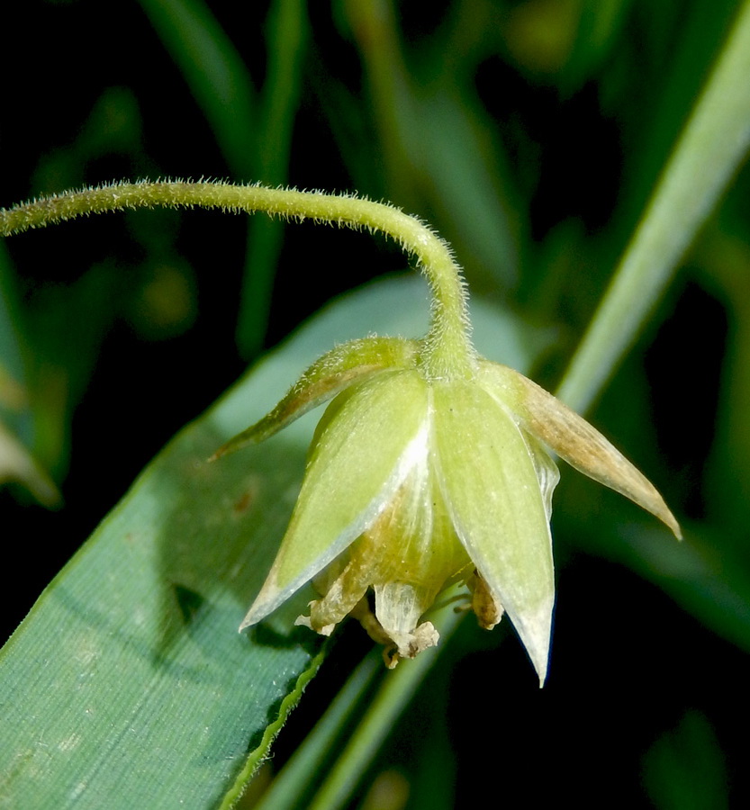 Image of Stellaria holostea specimen.