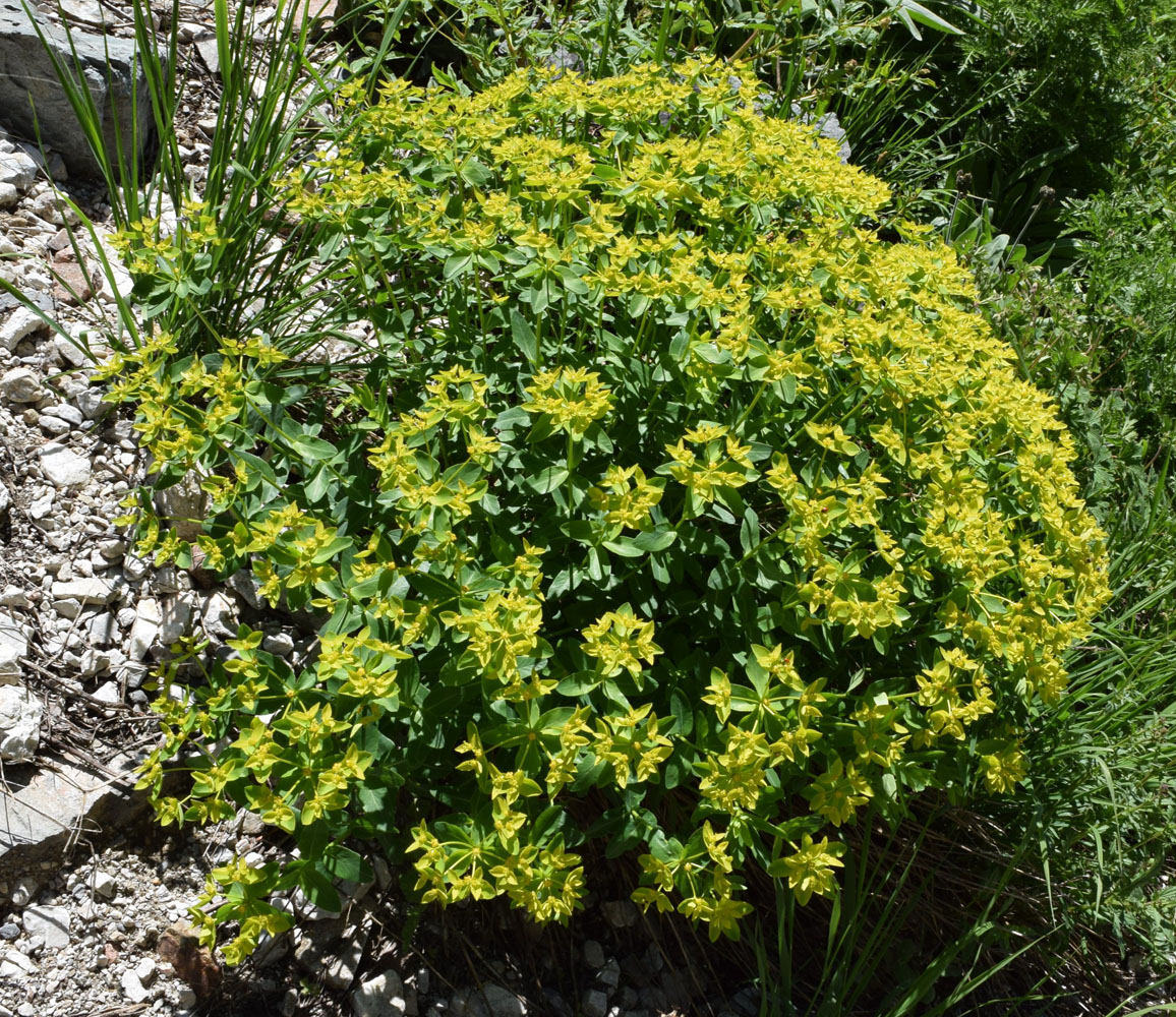 Image of Euphorbia sarawschanica specimen.