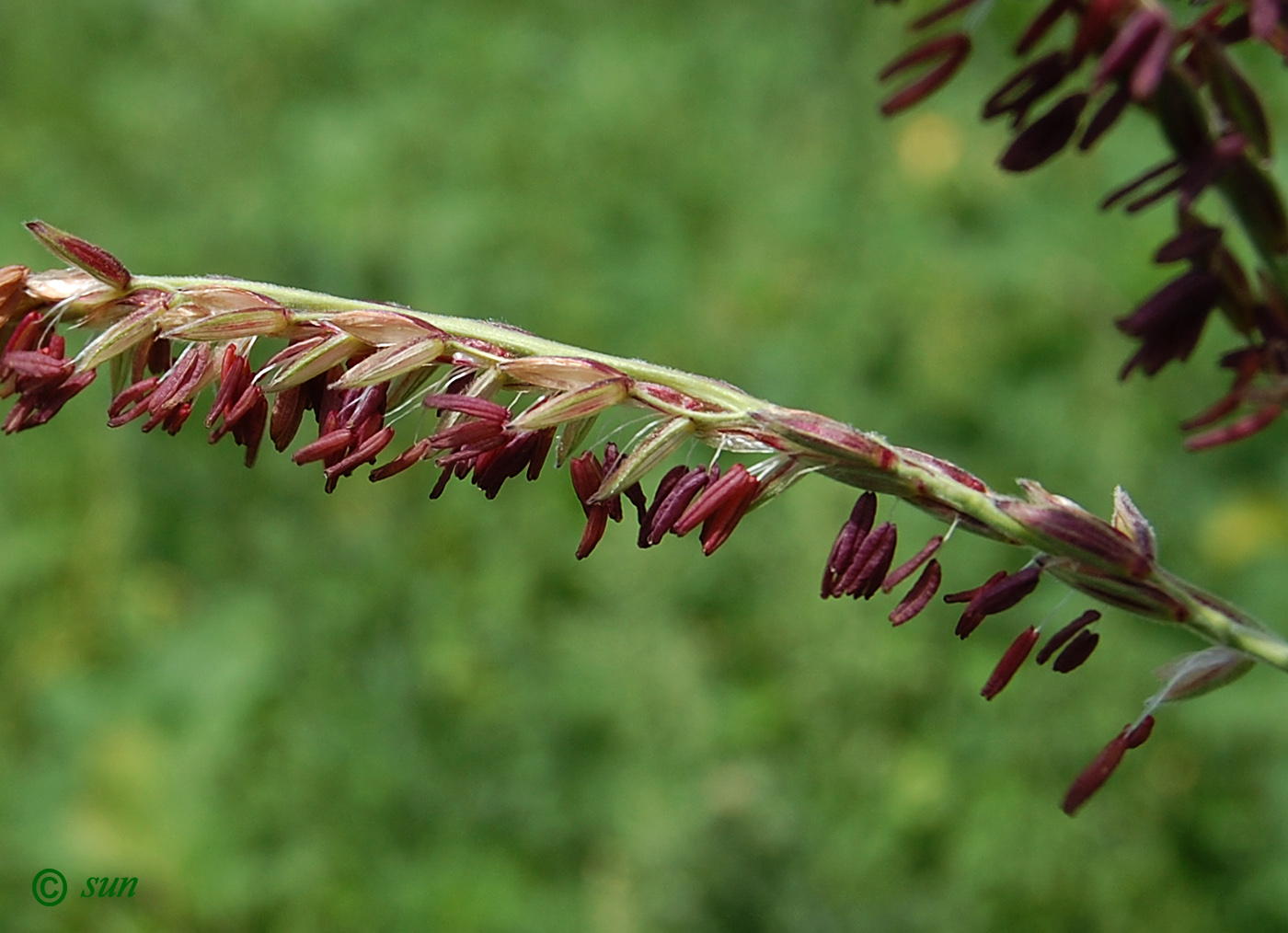 Image of Zea mays specimen.