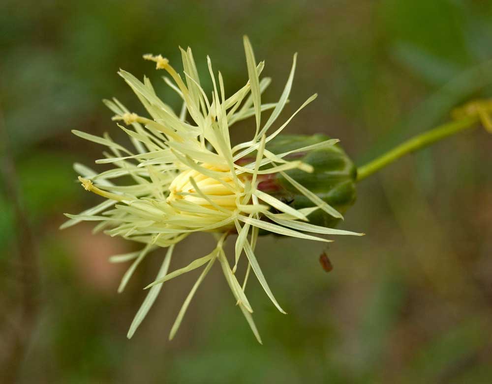 Изображение особи Rhaponticoides ruthenica.