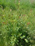 Salix pyrolifolia