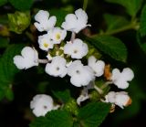Lantana montevidensis