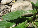 Verbascum blattaria