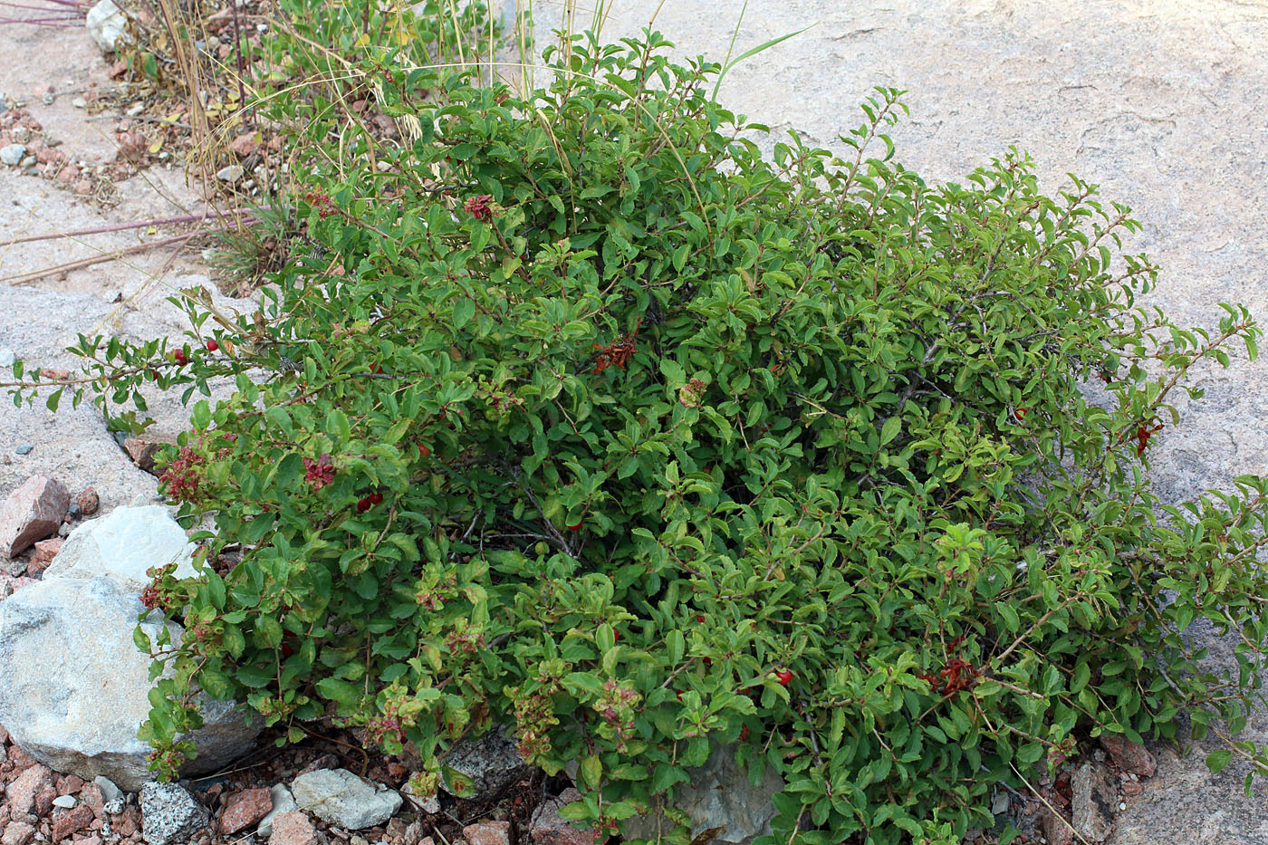 Image of Cerasus tianshanica specimen.