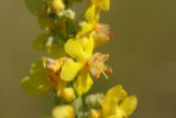 Verbascum lychnitis. Часть соцветия. Татарстан, Новошешминский р-н, остепненный луг на увале в окр. села Татарское Утяшкино. 4 июля 2016 г.