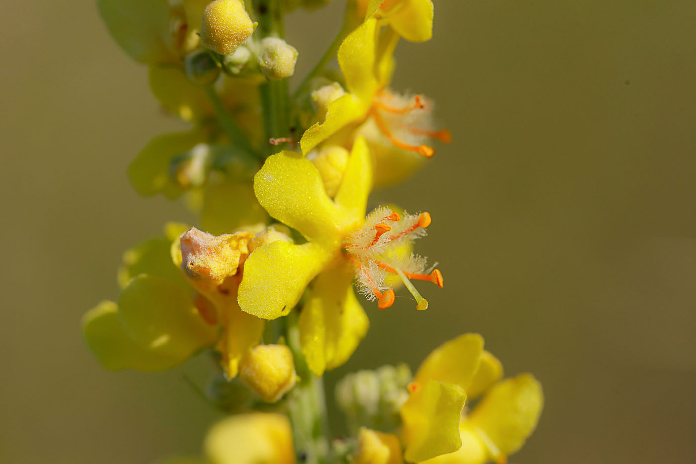 Изображение особи Verbascum lychnitis.