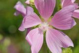 Malva thuringiaca