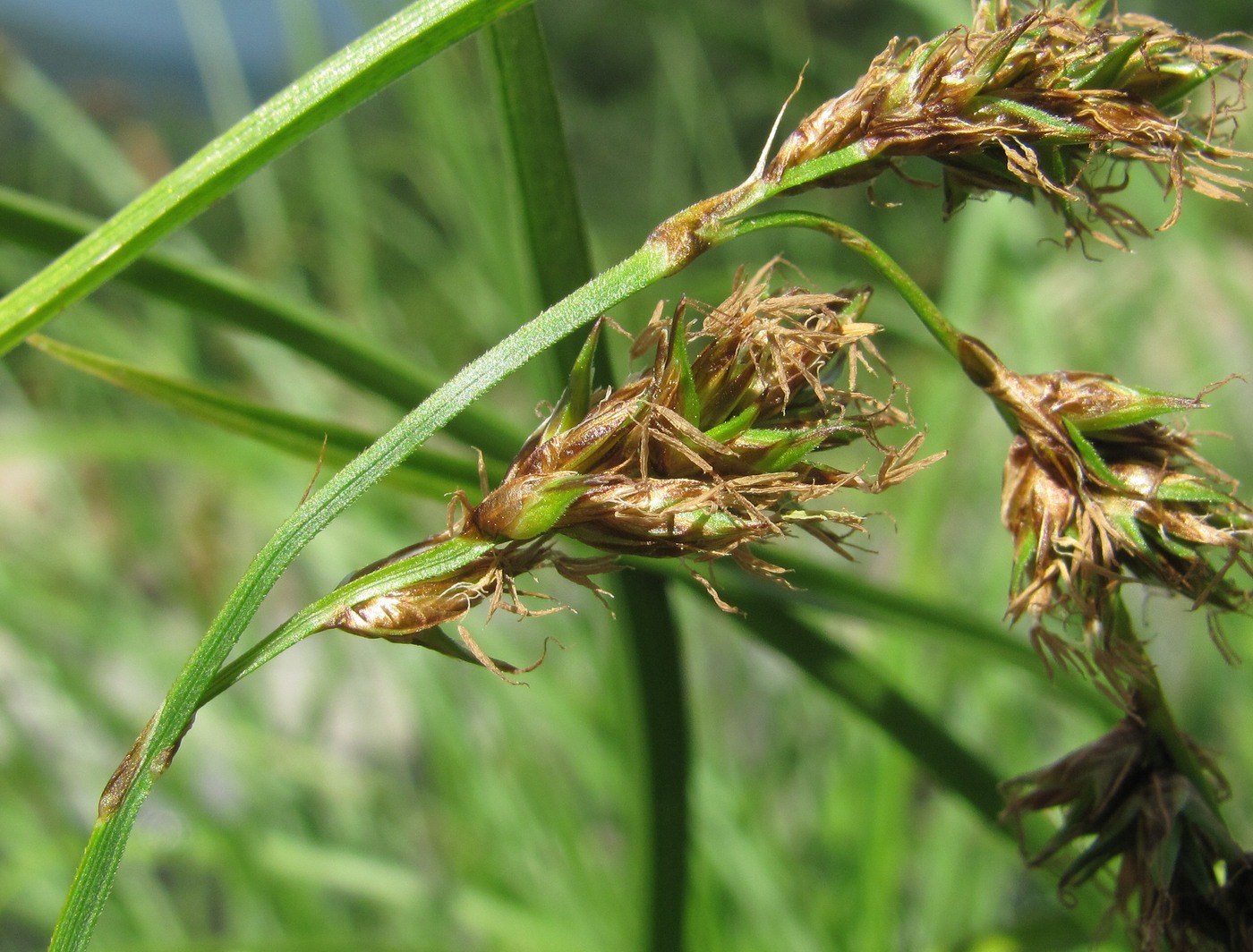 Изображение особи Carex paniculata.