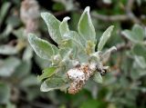 Salix lanata. Верхушка ветви с раскрывшимся соплодием. Исландия, долина Хёйкадалюр, осыпающийся каменистый склон. 01.08.2016.