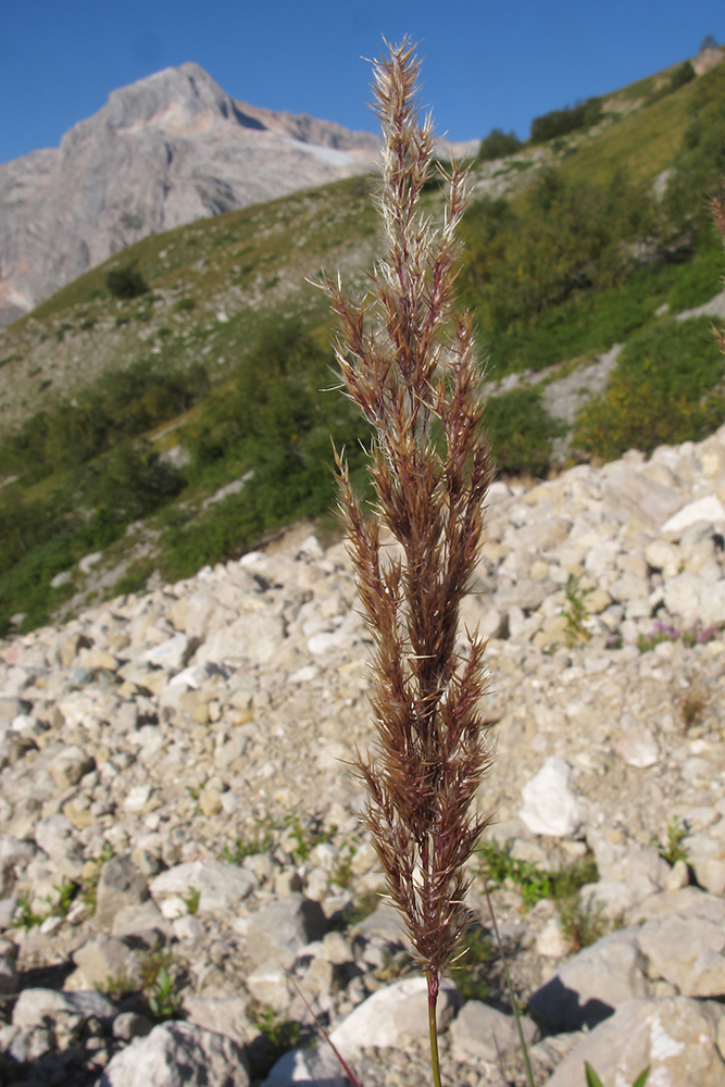 Изображение особи род Calamagrostis.