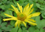 Doronicum orientale