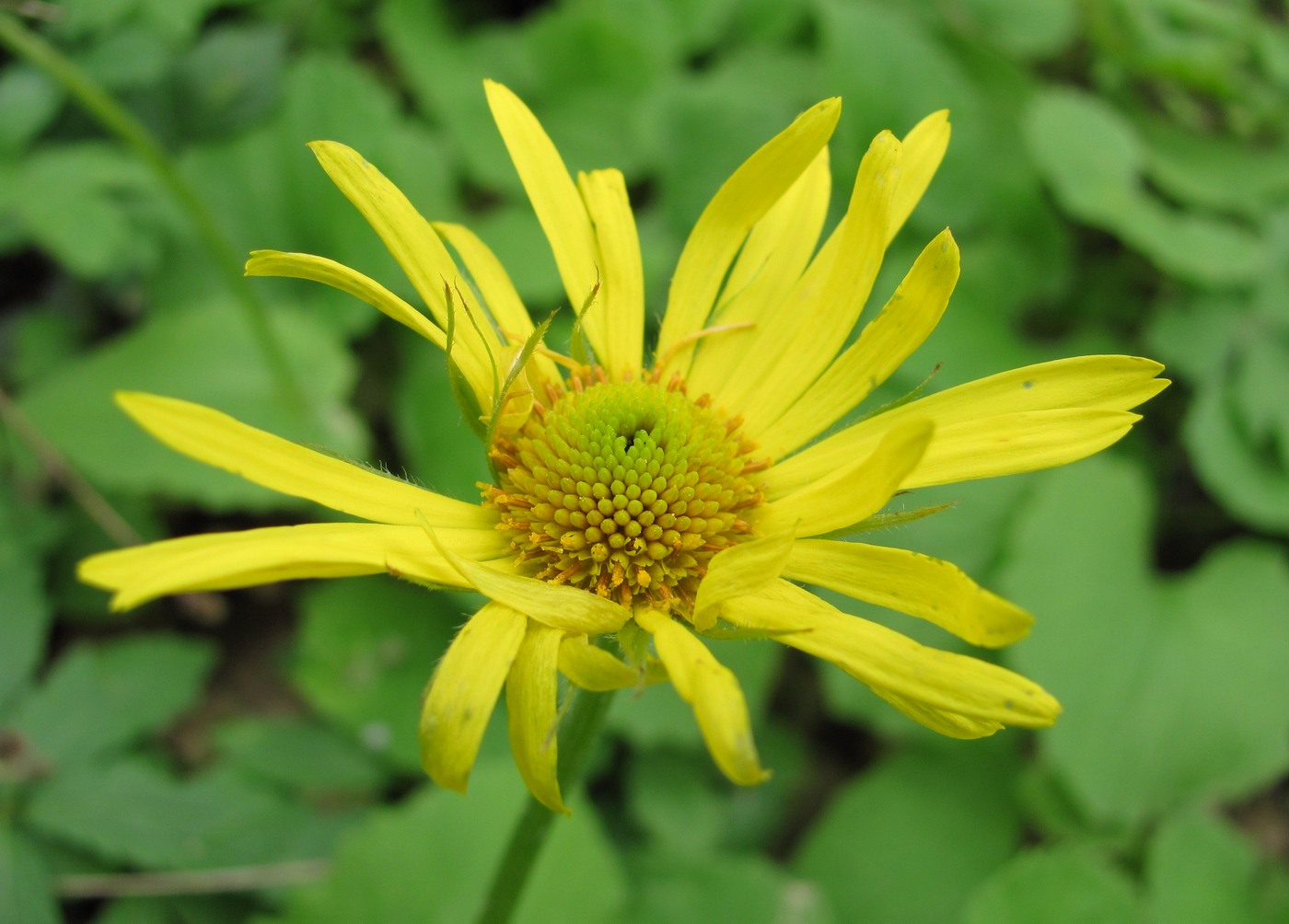 Изображение особи Doronicum orientale.