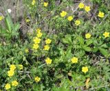 Potentilla impolita