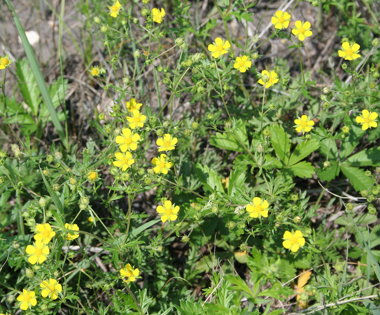 Изображение особи Potentilla impolita.