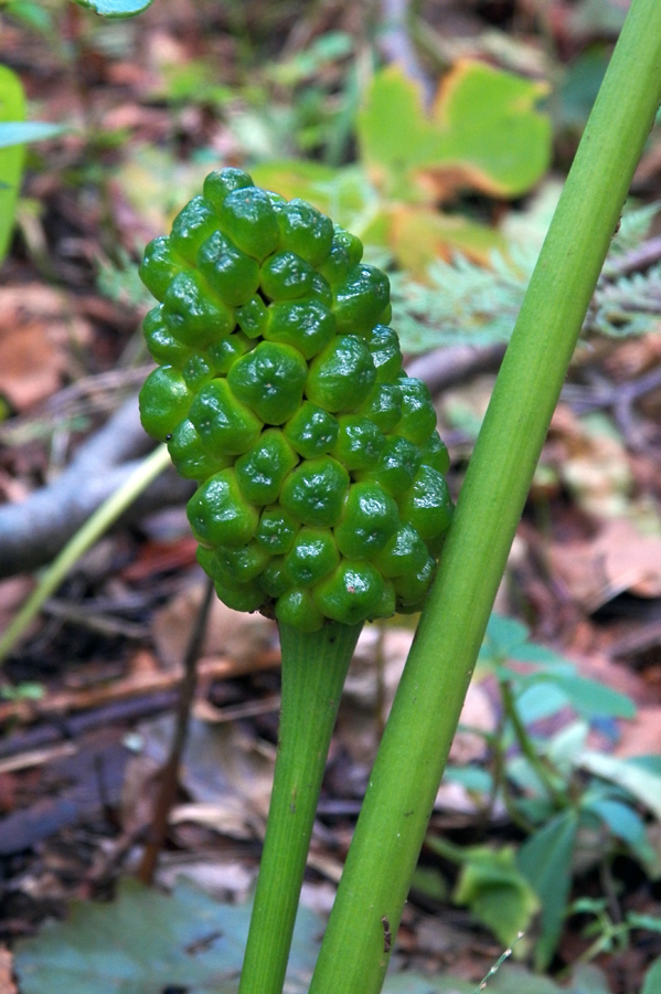 Изображение особи Arisaema robustum.