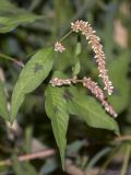 Persicaria lapathifolia. Верхушка цветущего растения. Саратов, Октябрьское ущелье, у пруда. 06.09.2014.