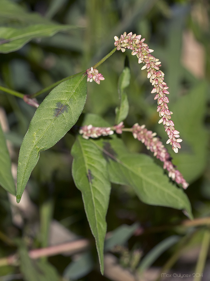 Изображение особи Persicaria lapathifolia.