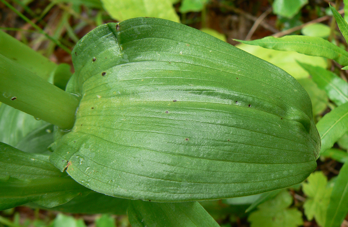 Изображение особи Dactylorhiza euxina.