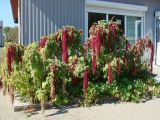 Amaranthus caudatus. Цветущие растения. Иркутская обл., г. Шелехов, в культуре. 10.09.2016.