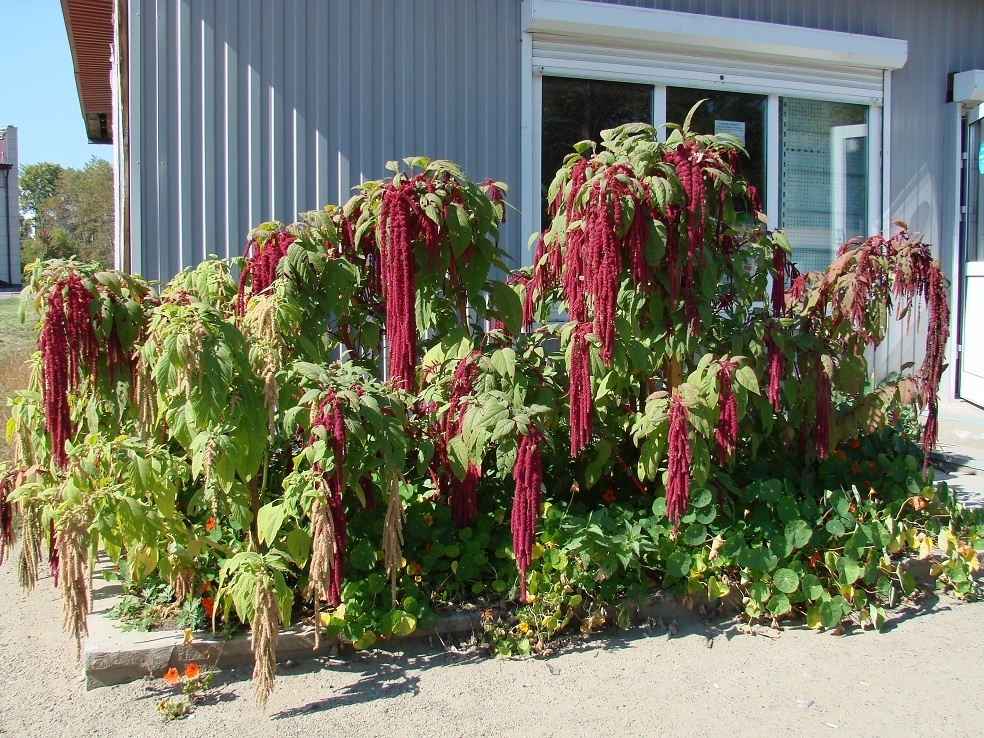 Image of Amaranthus caudatus specimen.