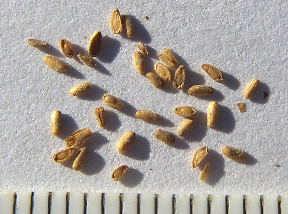 Изображение особи Phyla scaberrima.