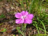 Dianthus versicolor
