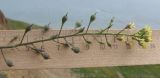 Camelina pilosa. Соцветие с цветками и завязавшимися плодами. Краснодарский край, Темрюкский р-н, мыс Железный Рог, обрывистый глинистый приморский склон. 01.05.2015.