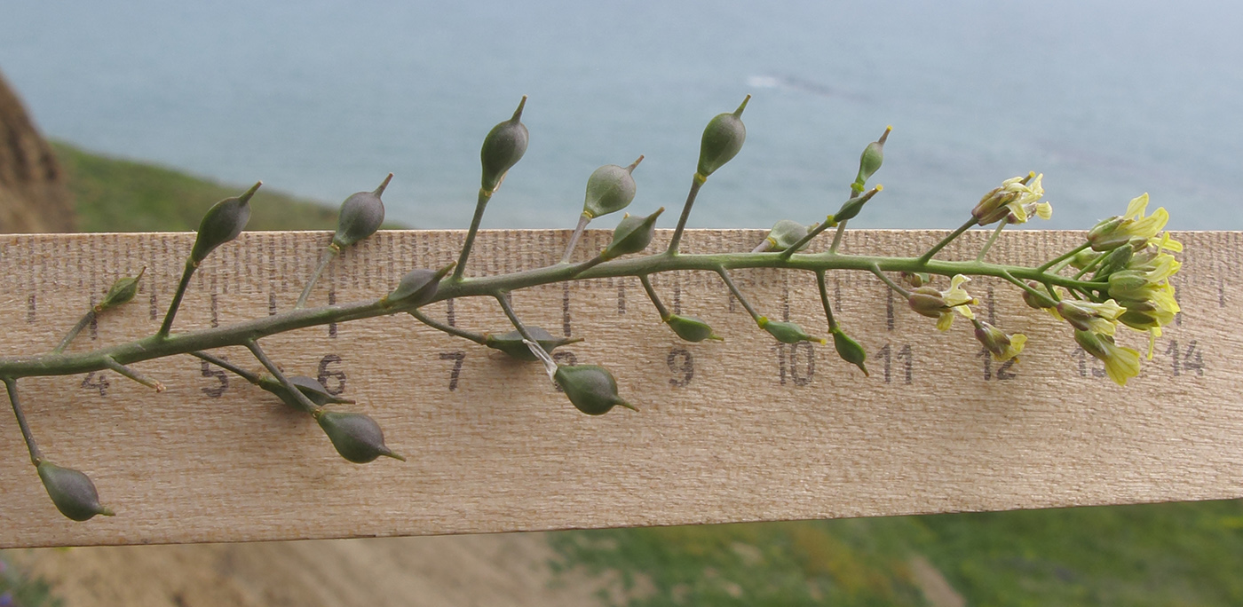 Image of Camelina pilosa specimen.