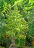 Rhus typhina form dissecta