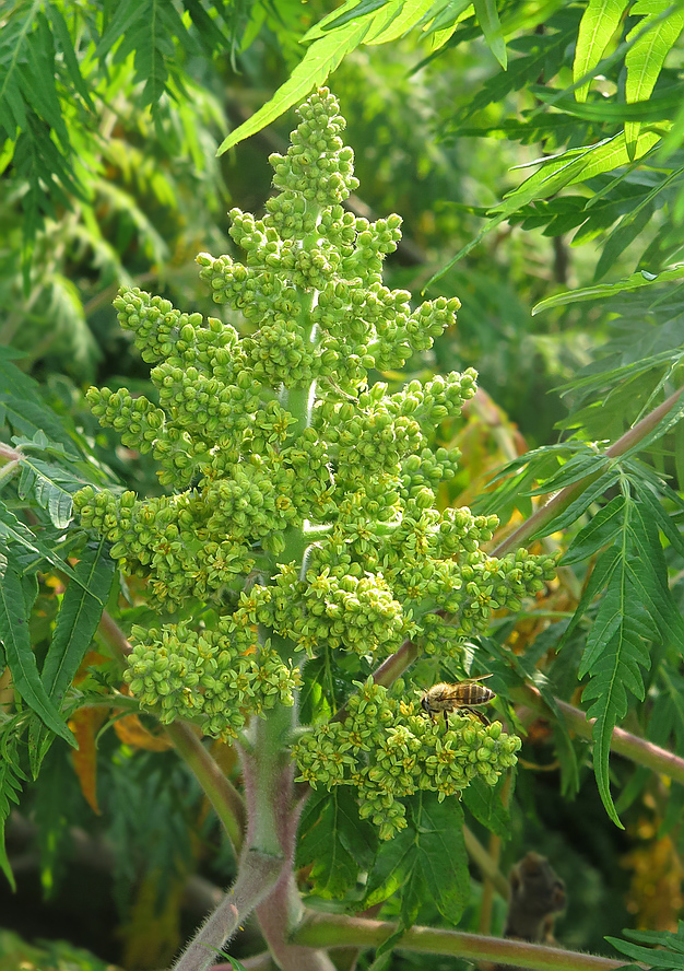 Изображение особи Rhus typhina f. dissecta.