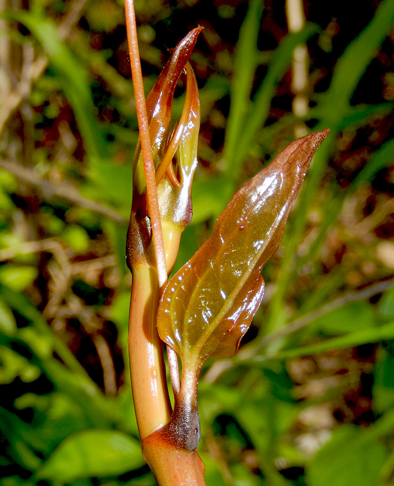 Image of Smilax excelsa specimen.