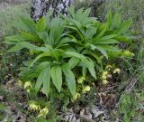 Helleborus orientalis