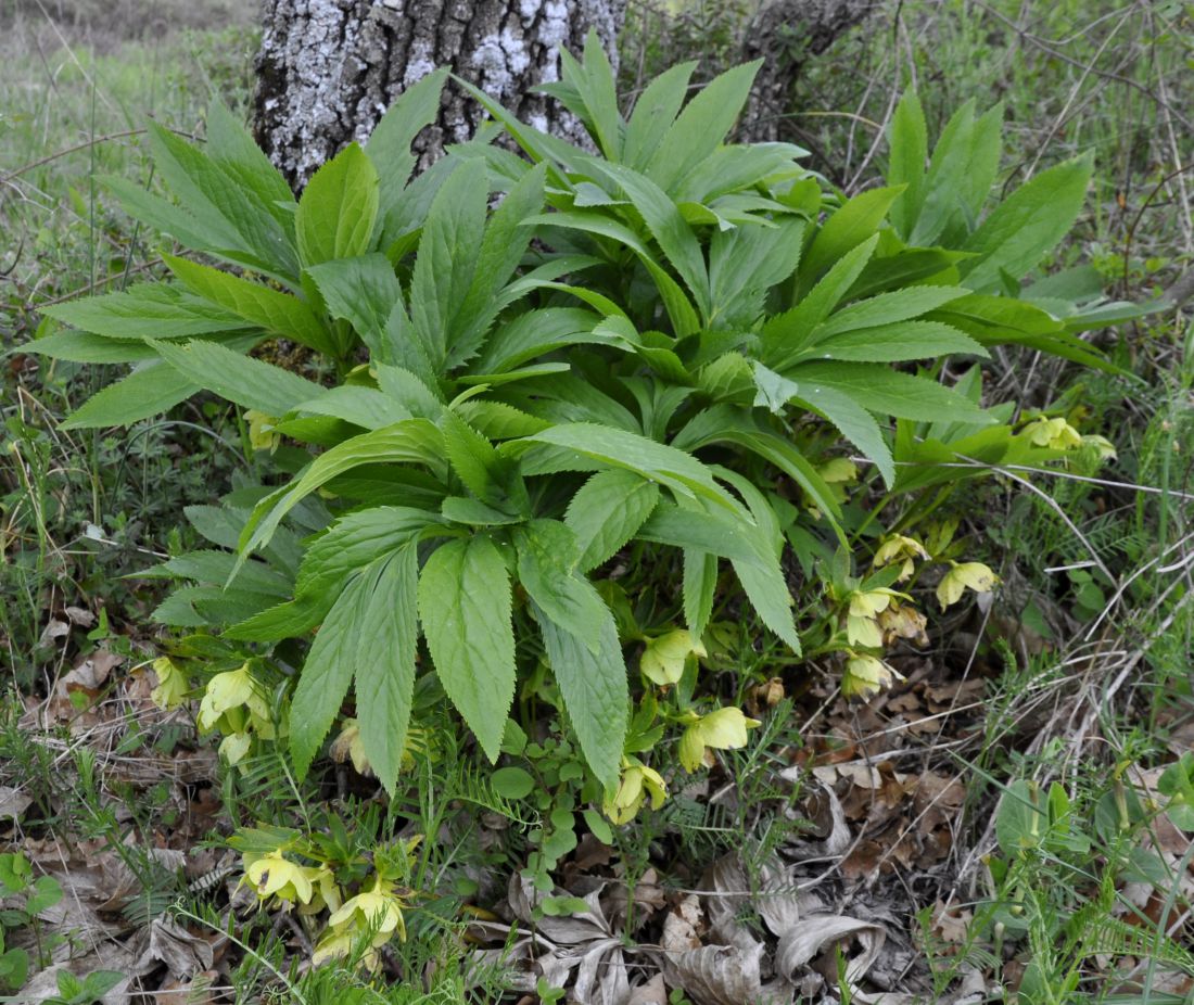 Изображение особи Helleborus orientalis.