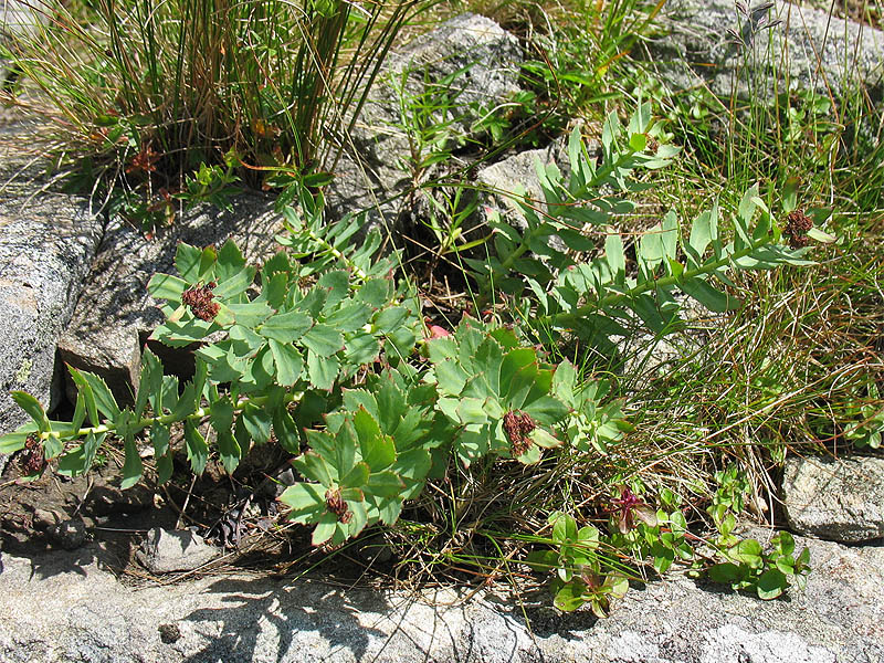 Image of Rhodiola rosea specimen.
