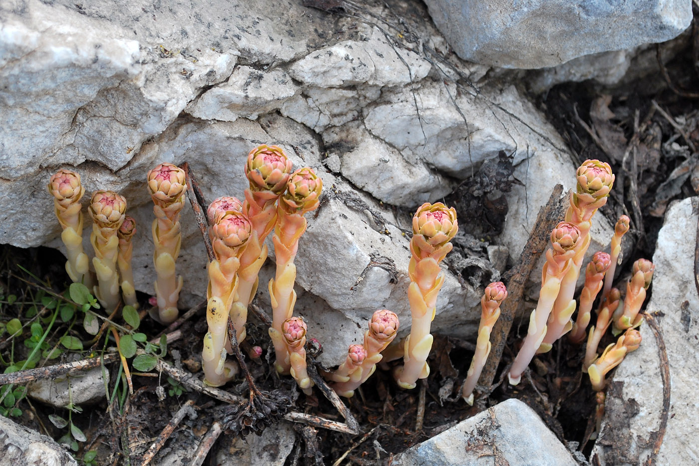 Изображение особи Rhodiola heterodonta.