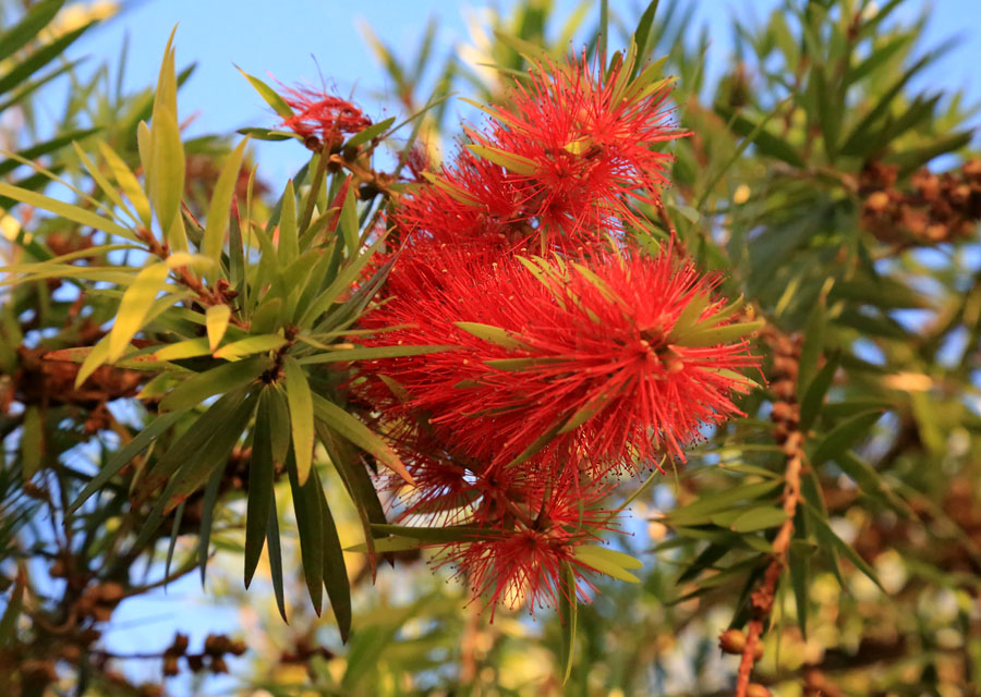 Изображение особи род Callistemon.