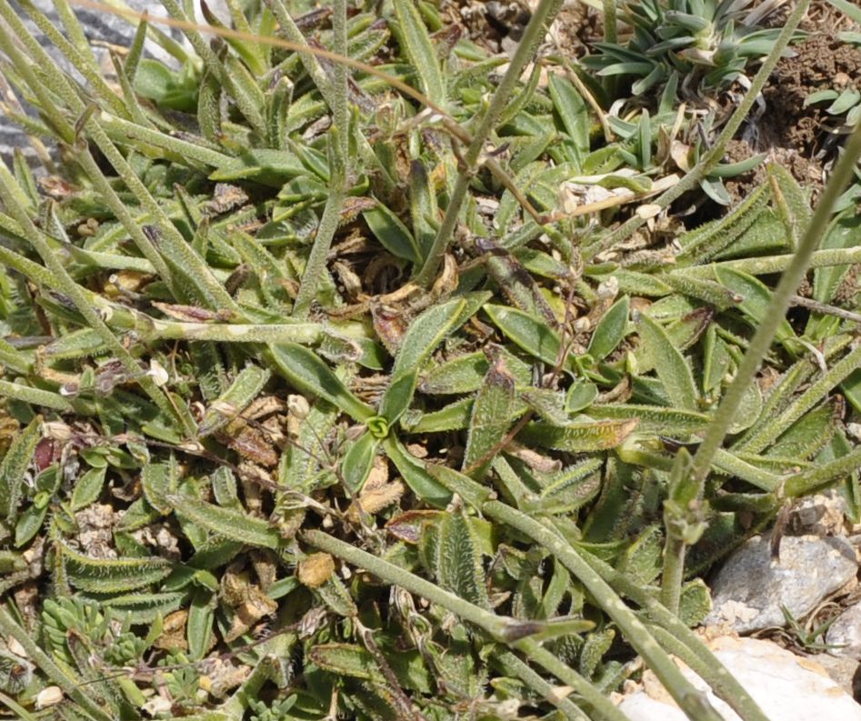 Image of Silene ciliata ssp. graefferi specimen.