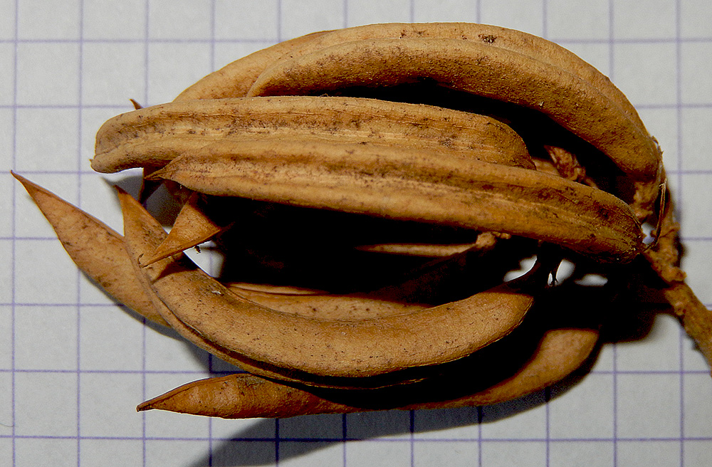 Image of Astragalus glycyphyllos specimen.