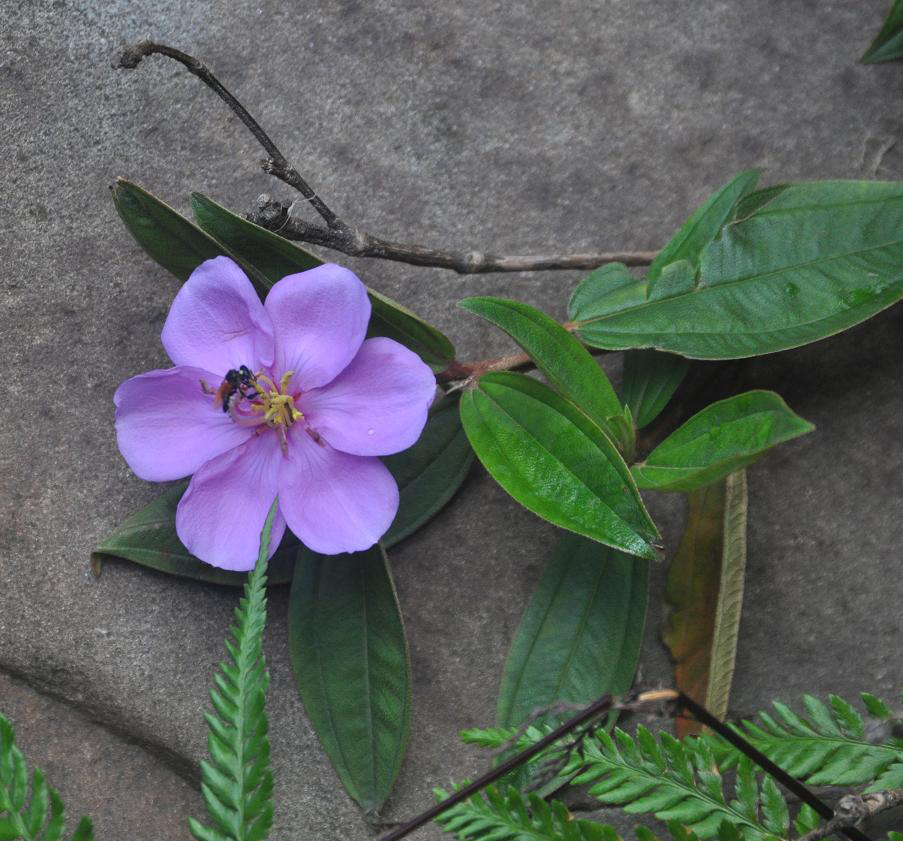 Image of genus Melastoma specimen.